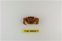 藏品(林投蟹)的圖片